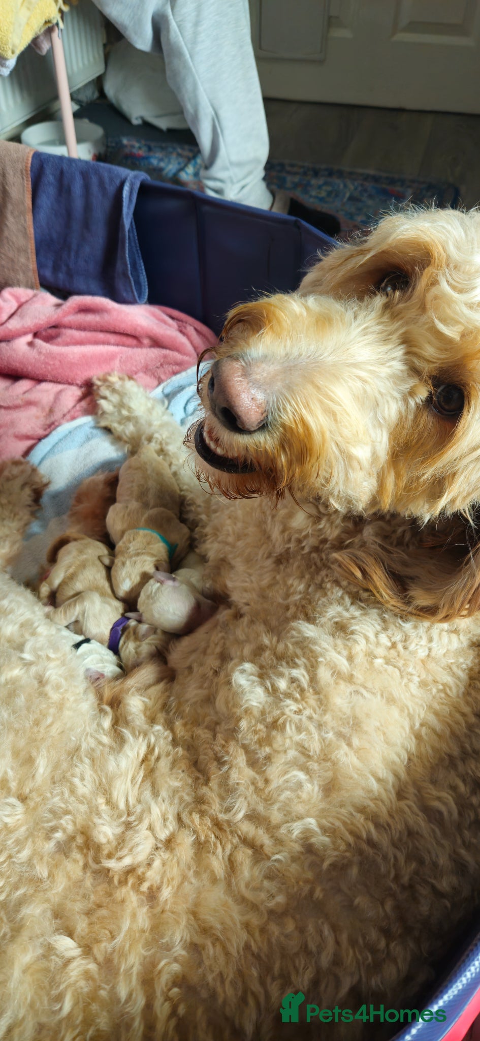 Double Doodle dogs Double Doodle Puppies - Advert 5