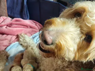 Double Doodle dogs Double Doodle Puppies - Advert 2