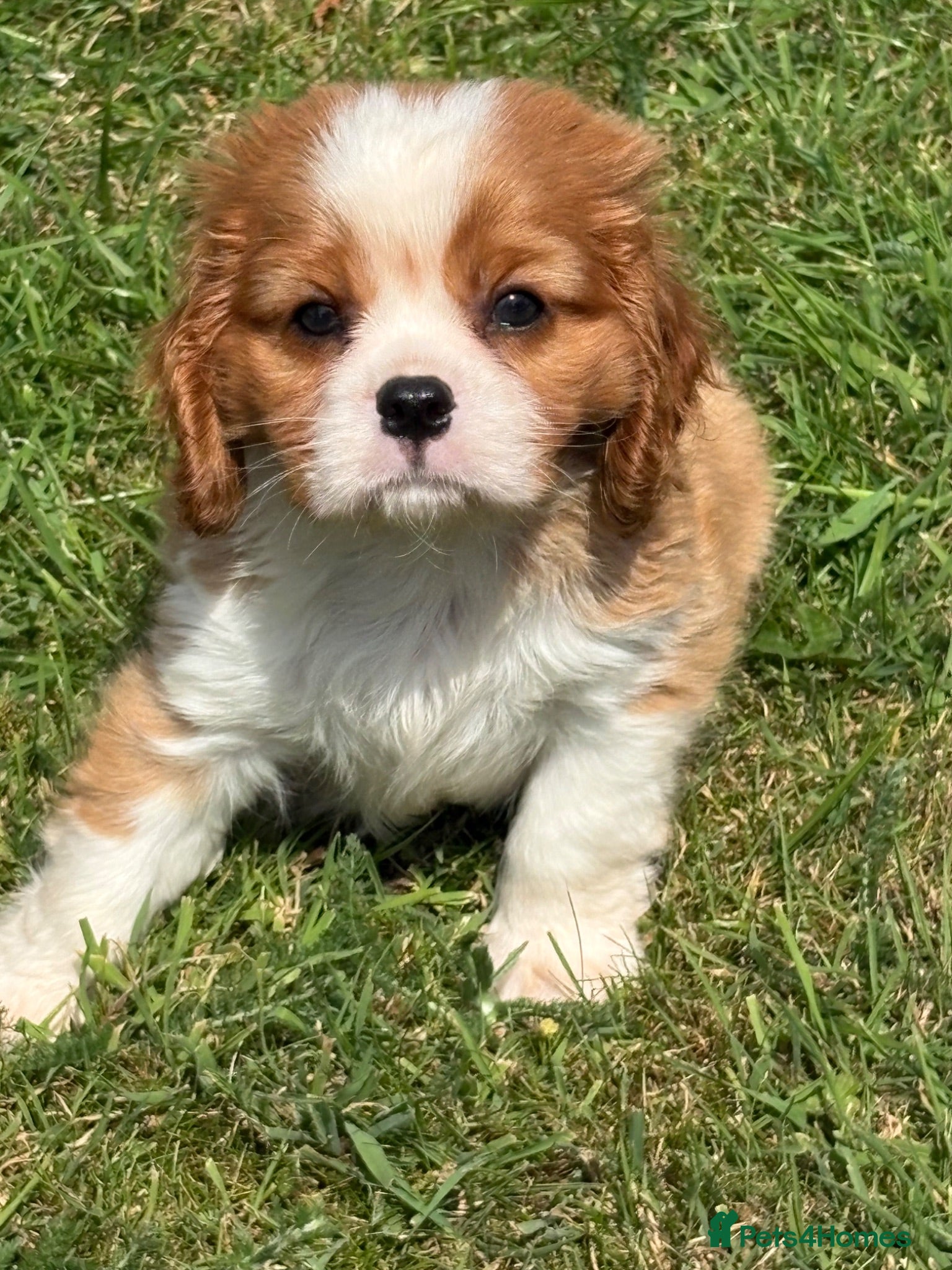 Cavalier King Charles Spaniel dogs Extensively health tested cavalier pups  - Advert 2