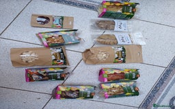 Macaws birds for sale: Blue & Gold Macaw For Sale - Image 39