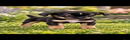Chihuahua dogs for sale: Beautiful tiny chihuahua’s - Advert 20