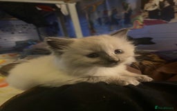 British Shorthair cats for sale: Kittens  - Image 11