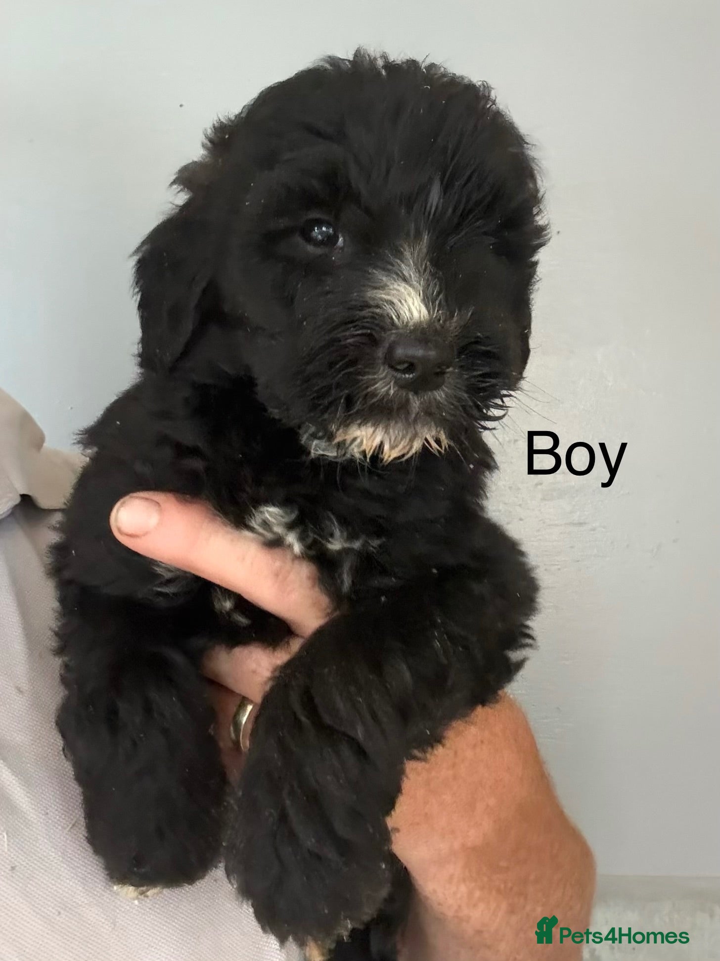 Bernedoodle dogs F1 St Berdoodle Pups - Advert 15