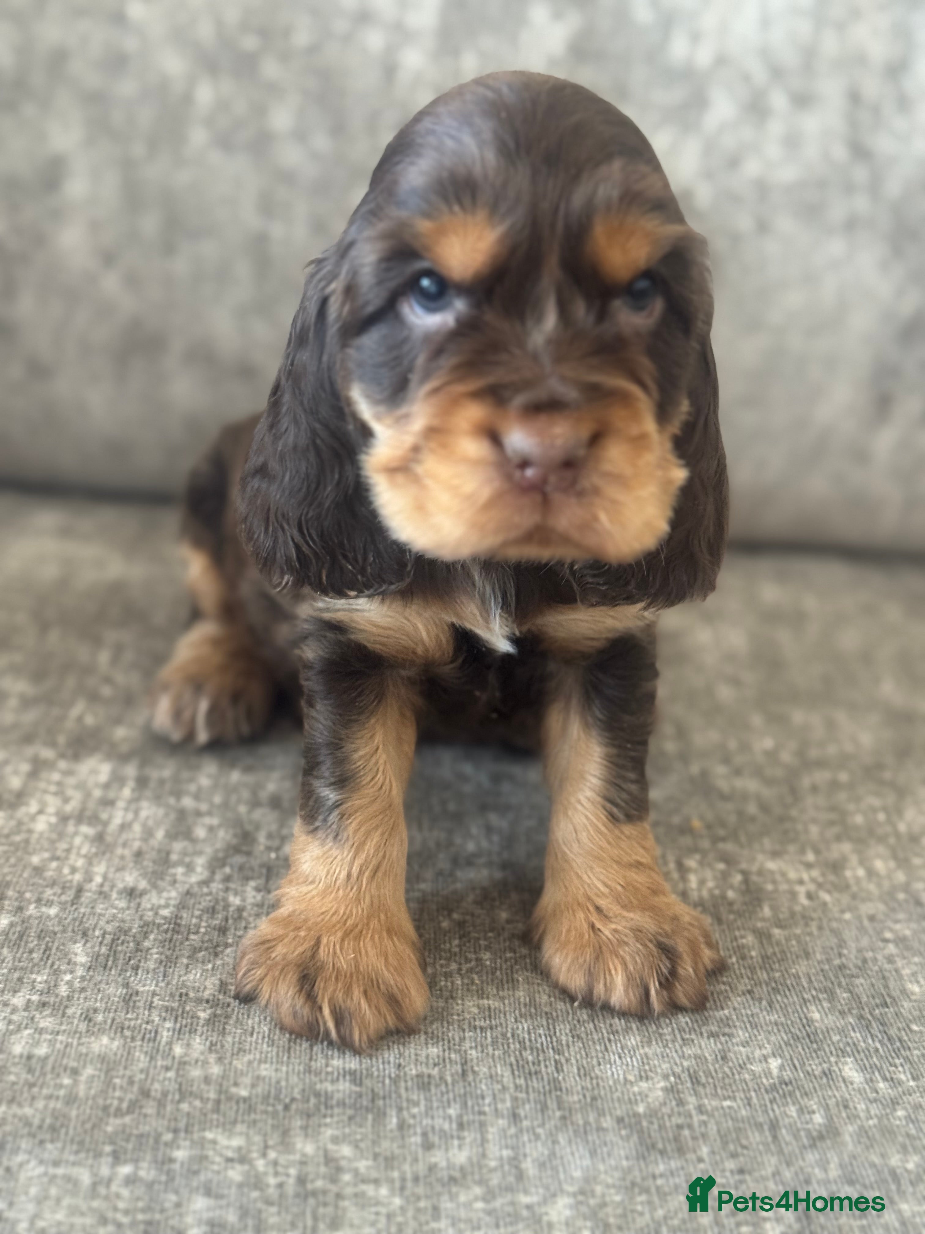 Cocker Spaniel dogs 100% SHOWTYPE KC REGISTERED HEALTH TESTED - Advert 11