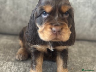 Cocker Spaniel dogs 100% SHOWTYPE KC REGISTERED HEALTH TESTED - Advert 12