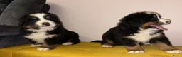 Bernese Mountain Dog dogs for sale: GORGEOUS FULL BREED PUPPIES  - Advert 3