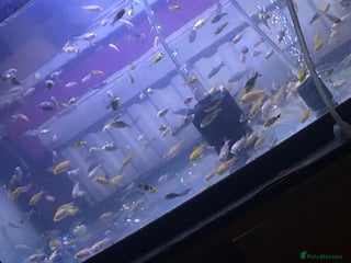 Koi Carp fish Koi fish - Advert 1