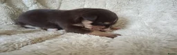 Mixed Breed dogs for sale: Ready to leave £500 ono - Advert 16
