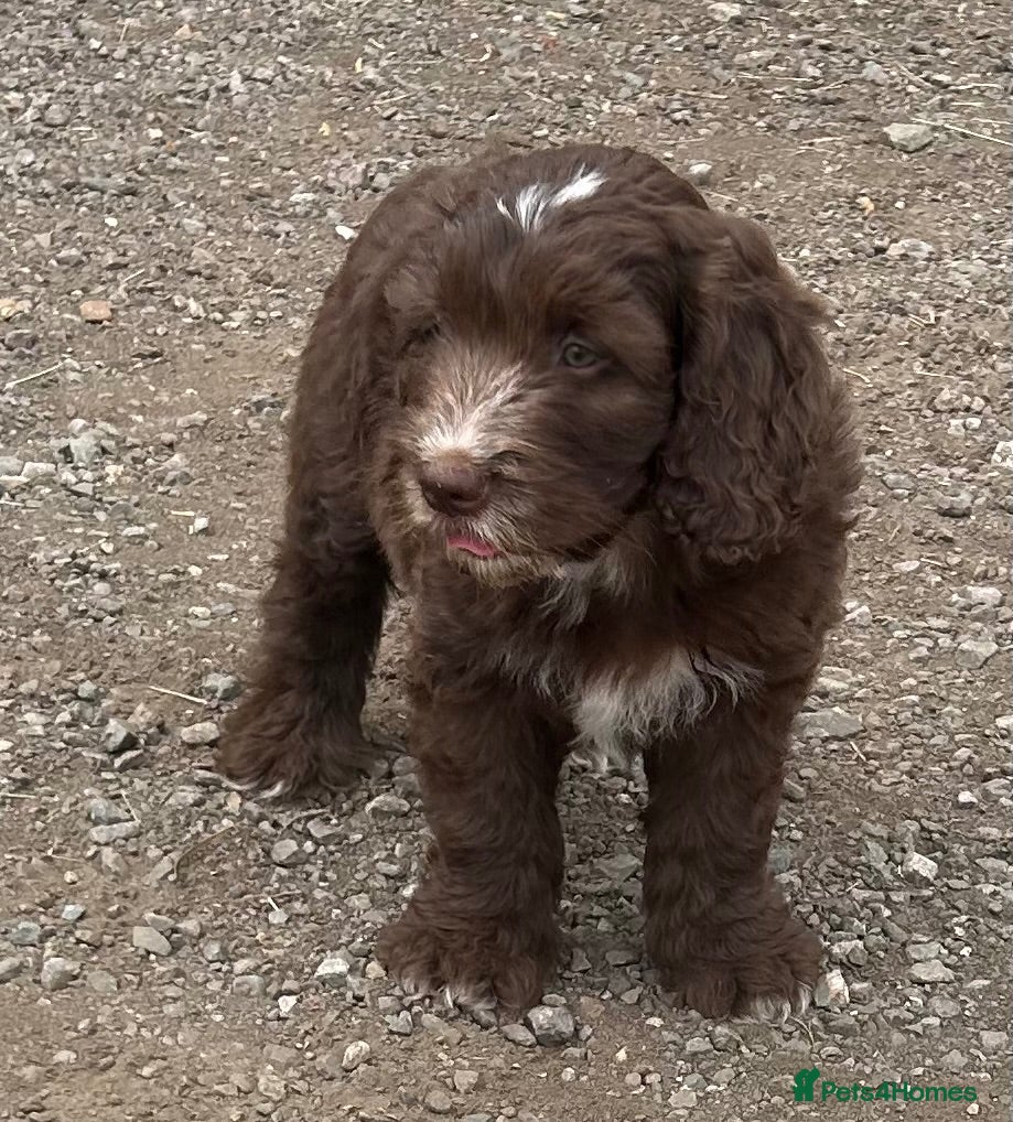Cockapoo dogs Stunning cockapoo boy vet checked  - Advert 9
