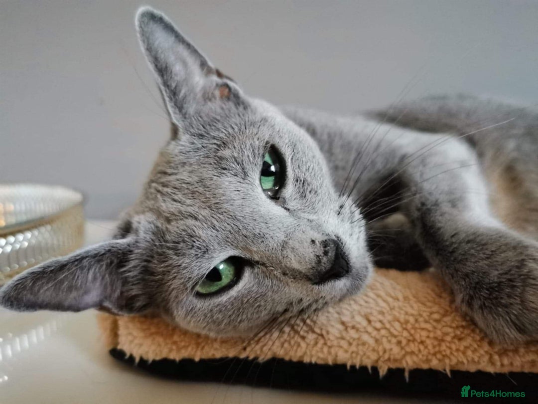 Russian Blue cats for sale: Russian blue cat looking for a new home - Image 2