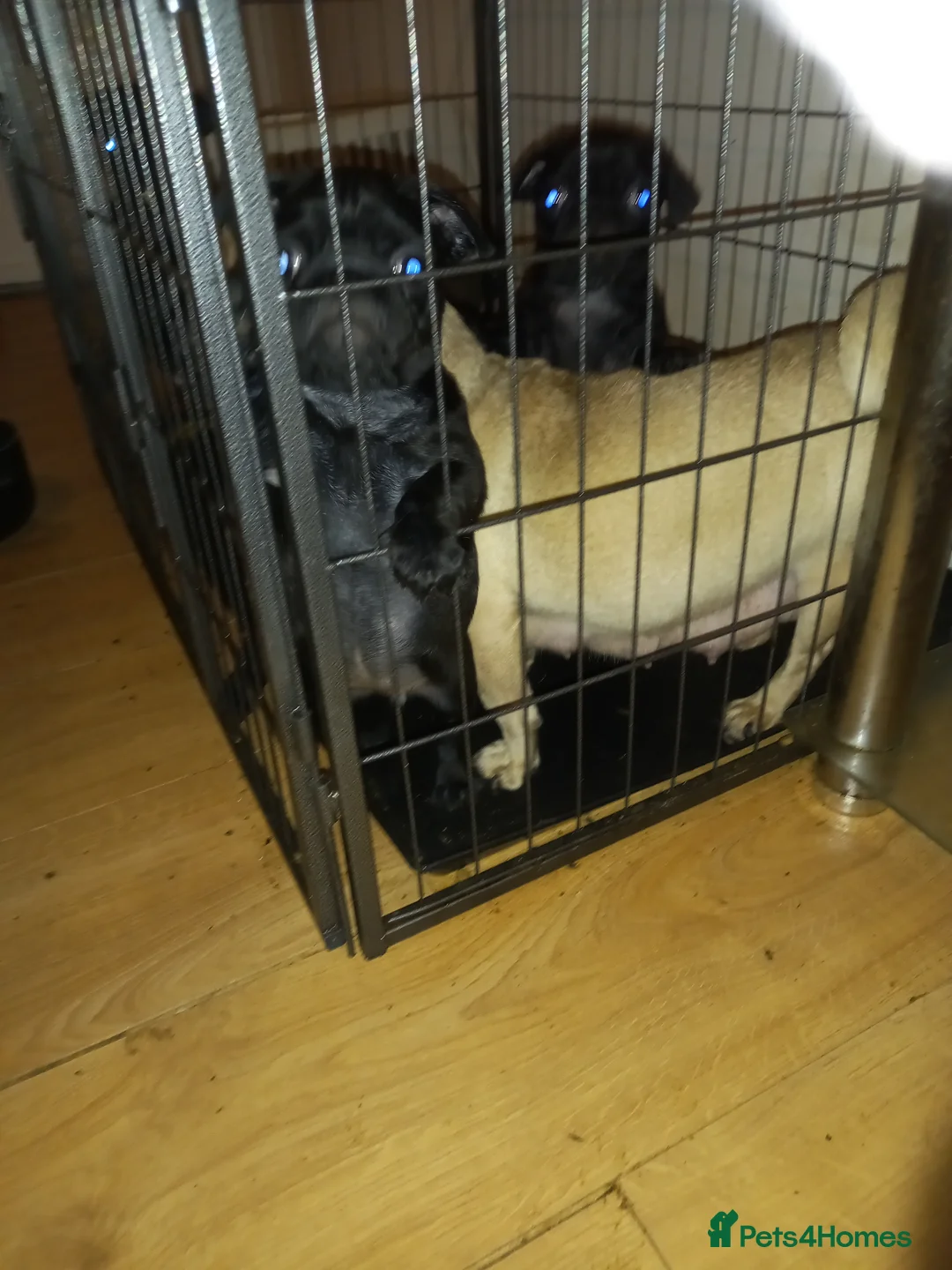 Pug dogs for sale:  Black boy pug puppies for sale - Advert 2
