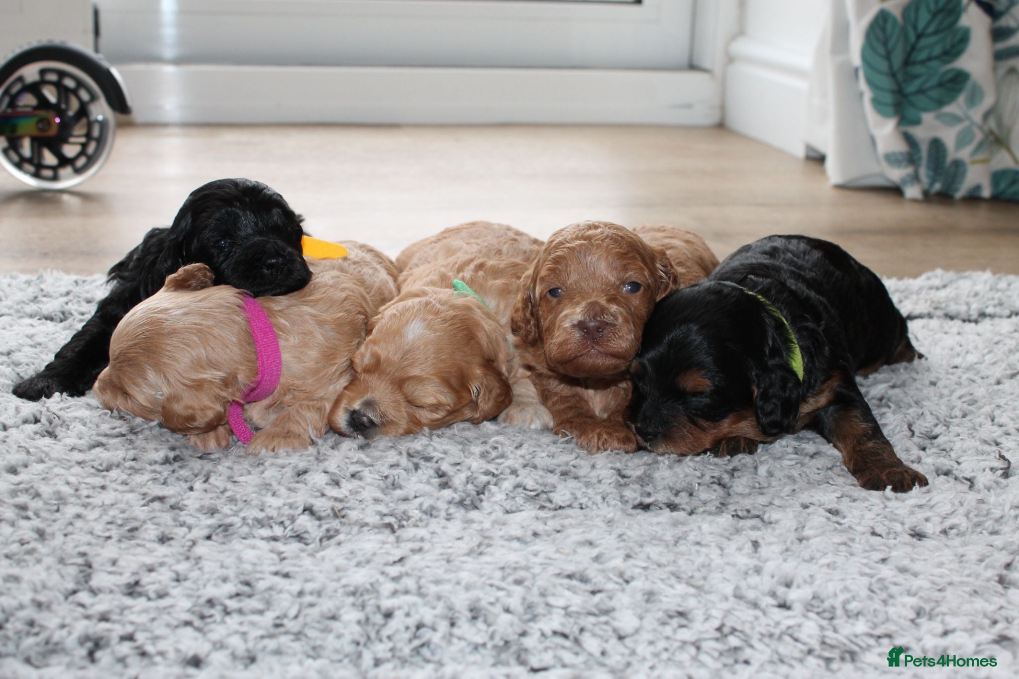 Cavapoo dogs Beautiful F1B Toy Cavapoo Puppies - Advert 2