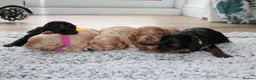Cavapoo dogs for sale: Beautiful F1B Toy Cavapoo Puppies - Advert 11