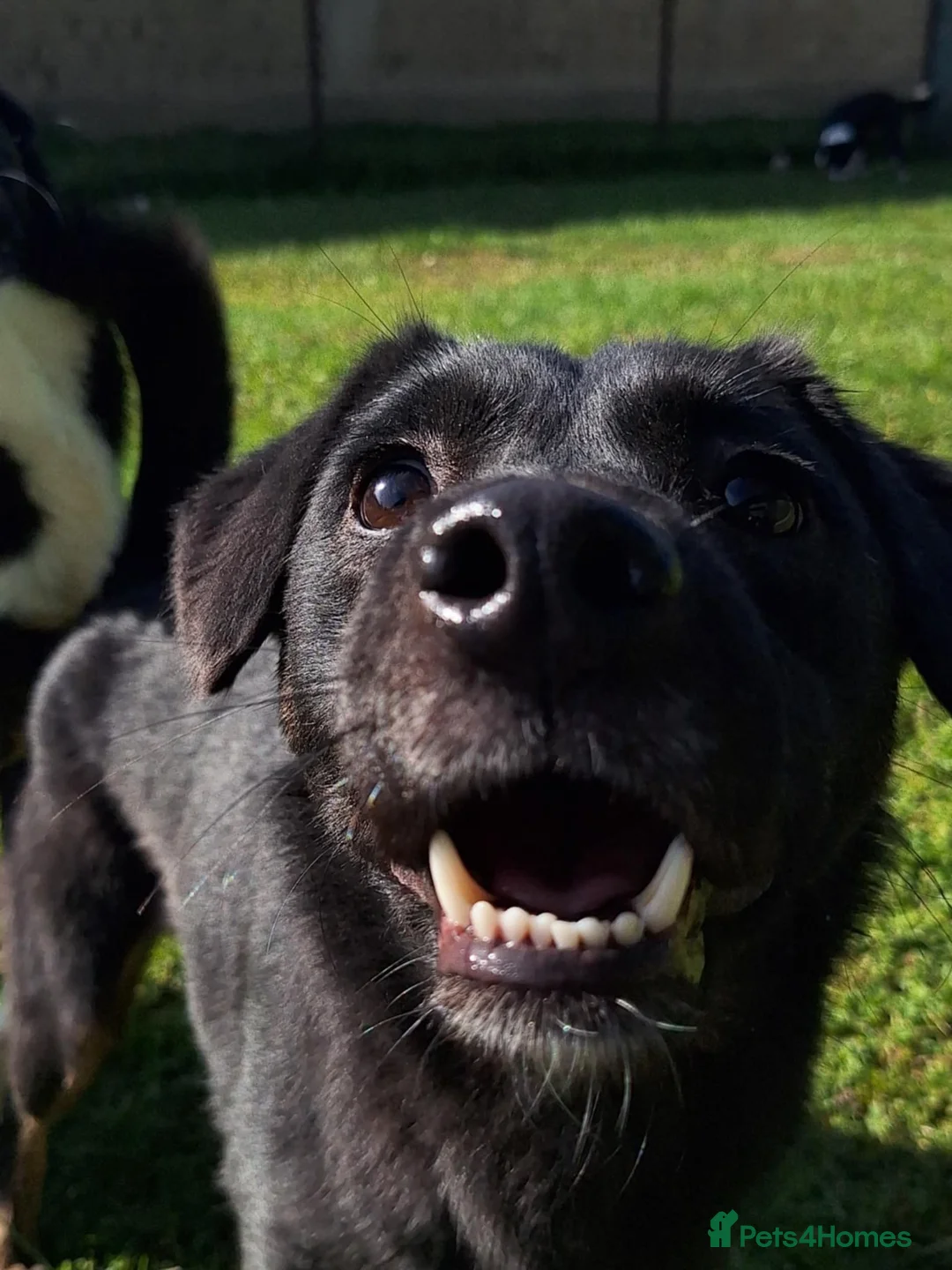 Mixed Breed dogs for adoption: Midnight for adoption - Advert 2