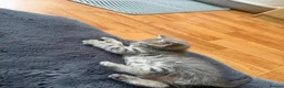 Mixed Breed cats for sale: Kittens looking forever home. - Advert 6