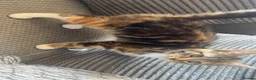 Mixed Breed cats for sale: Half Maine-coon mixed with tabby Kitten in Swindon - Advert 9