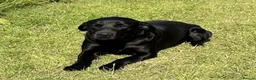Labrador Retriever dogs for sale: KC REG LABRADOR RETRIEVER PUPPIES  in Waterlooville - Advert 4
