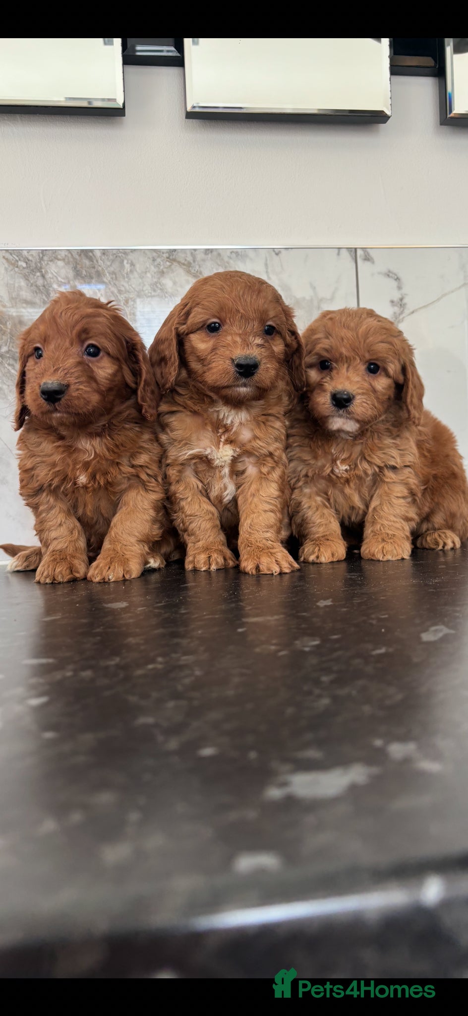 Maltipoo dogs Fox red Quality maltipoo puppies - Advert 14