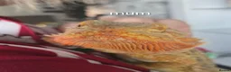 Bearded Dragon reptiles for sale: Hand tame in Pontypool - Advert 5