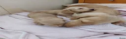 Miniature Dachshund dogs for sale: PEDIGREE CREAM LONG HAIRED MINI DACHSHUNDS - Advert 23