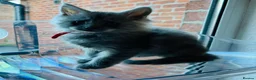 Maine Coon cats for sale: Stunning litter of pure bred Maine Coon kittens - Advert 15
