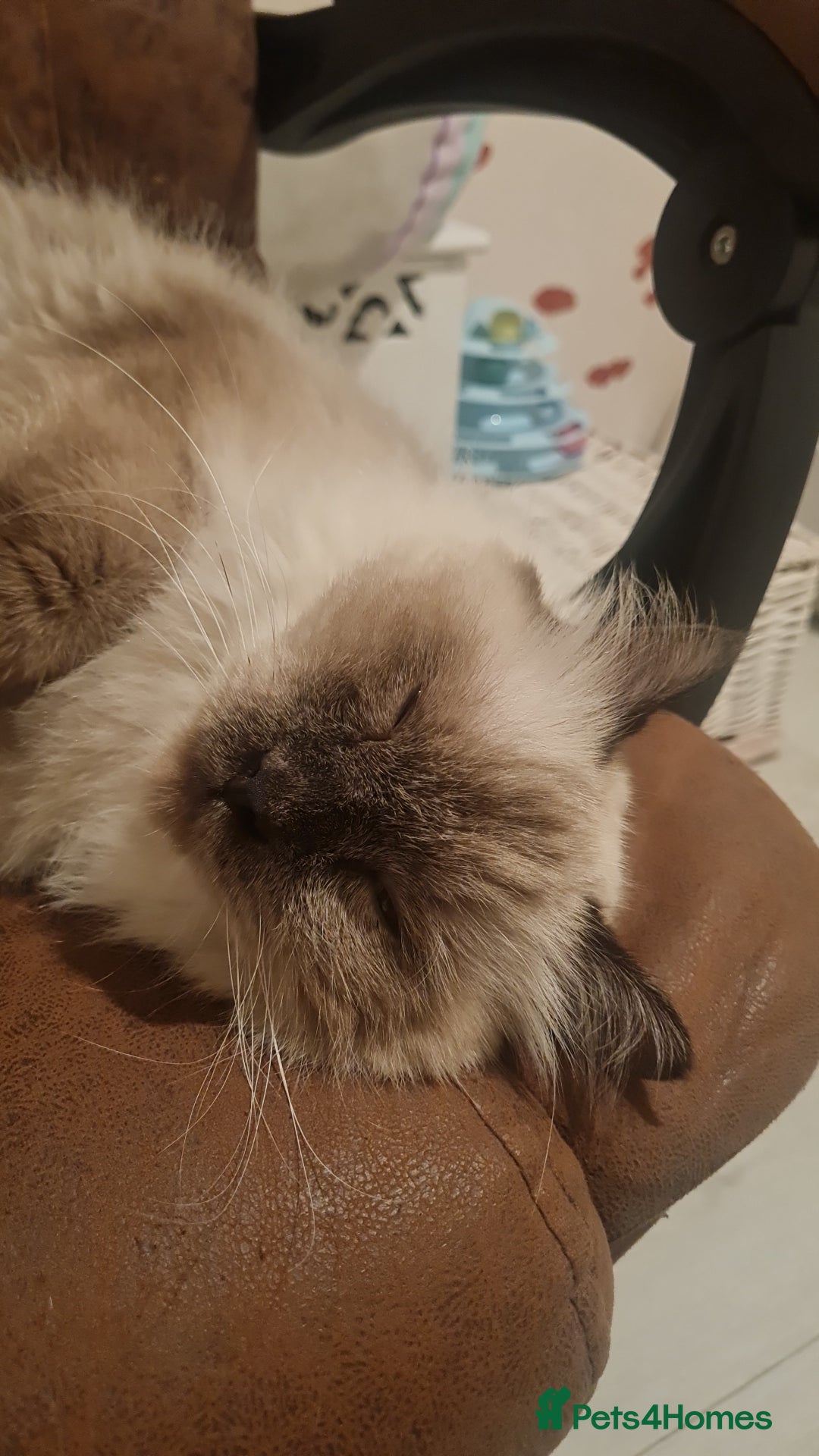 Mixed Breed cats for adoption: Ambrose is looking for love - Advert 3