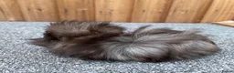 Guinea Pig rodents for sale: Adorable 9 week old male guinea pig  - Advert 4