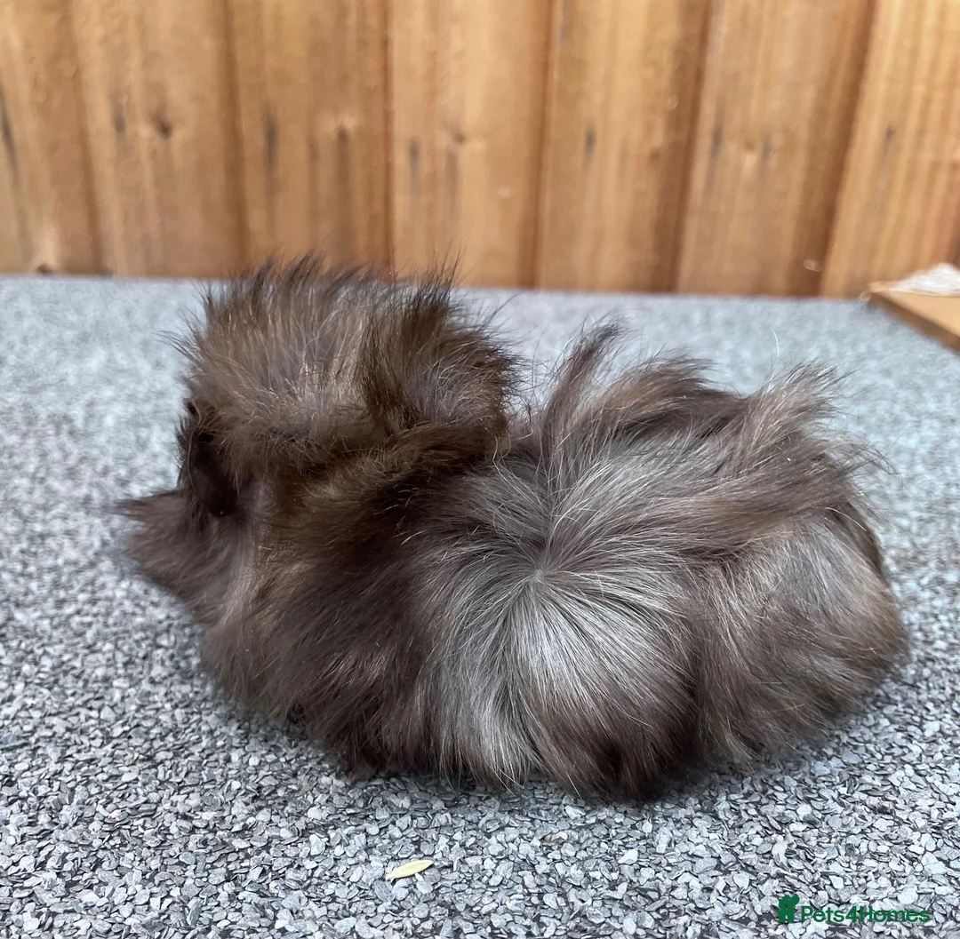 Guinea Pig rodents for sale: Adorable 9 week old male guinea pig  - Advert 4