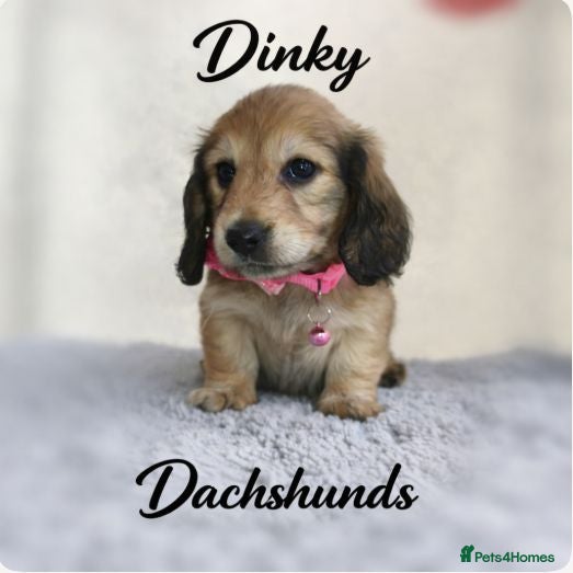 Miniature Dachshund dogs for sale:  Long haired mini dachshunds ready to leave  - Advert 2
