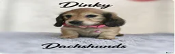 Miniature Dachshund dogs for sale:  Long haired mini dachshunds ready to leave  - Advert 1