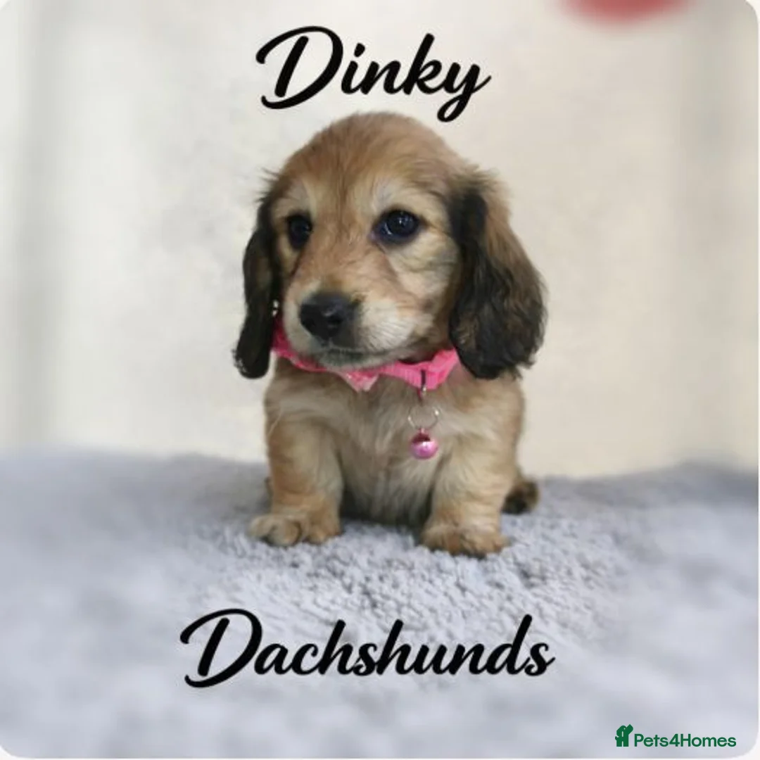 Miniature Dachshund dogs for sale:  Long haired mini dachshunds ready to leave  - Advert 1