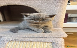 British Shorthair cats for sale: Adorable British blue Shorthair Kittens  - Image 17