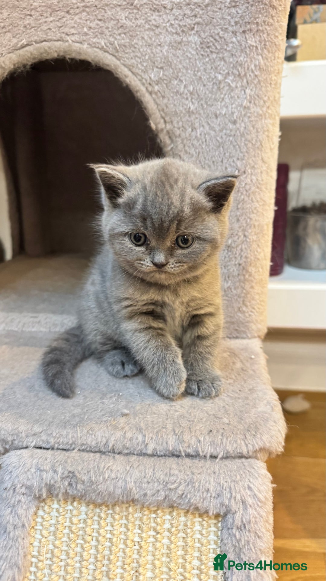 British Shorthair cats for sale: Adorable British blue Shorthair Kittens  - Image 17