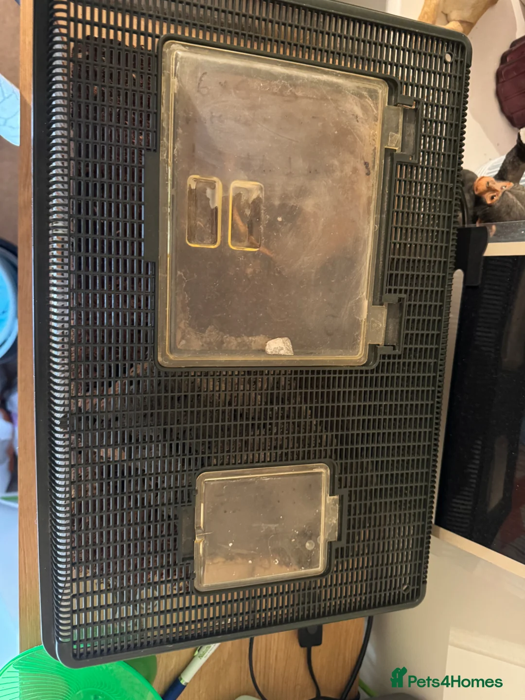 Frog reptiles for sale: MALE Pac-Man frog - Advert 5