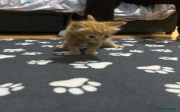 British Shorthair cats for sale: 4 kittens is looking for a loving home in Burton-on-Trent - Image 13