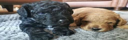 Cockapoo dogs for sale: Exceptional Home-Reared F2b Cockapoo Puppies 🐾 - Advert 16