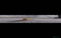 Leopard Gecko reptiles for sale: Female leopard gecko  - Image 3