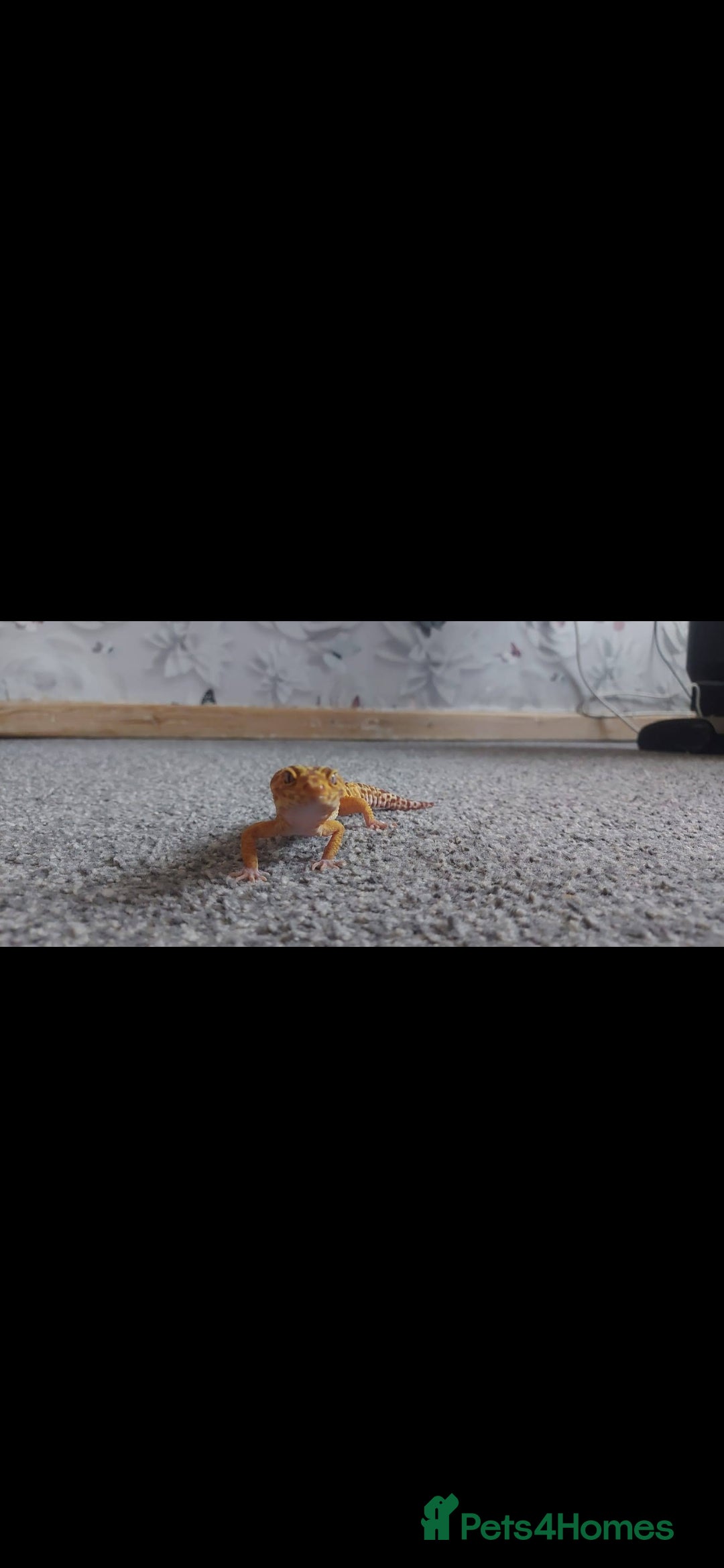 Leopard Gecko reptiles for sale: Female leopard gecko  - Image 3