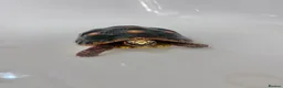 Tortoise reptiles for sale: Redfoot Tortoise with enclosure setup - Advert 5