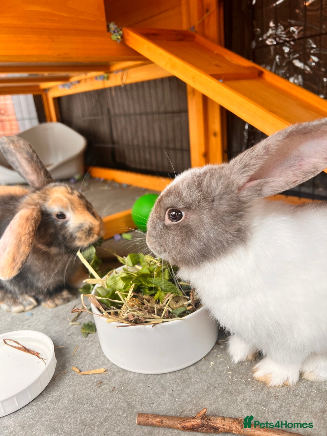 Mixed Breed rabbits for sale: Well-cared-for bunnies now available 🐇 - Image 6