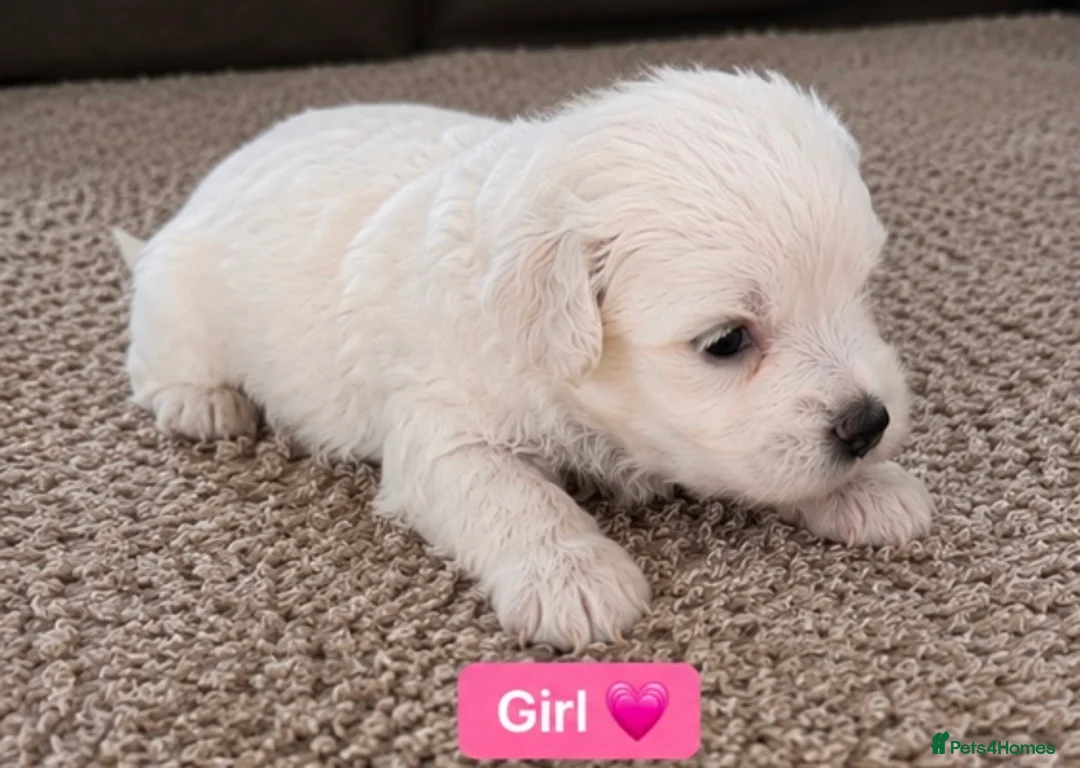 Bichon Frise dogs for sale: 5 Beautiful Bichon Frise Puppies in Swansea - Advert 2