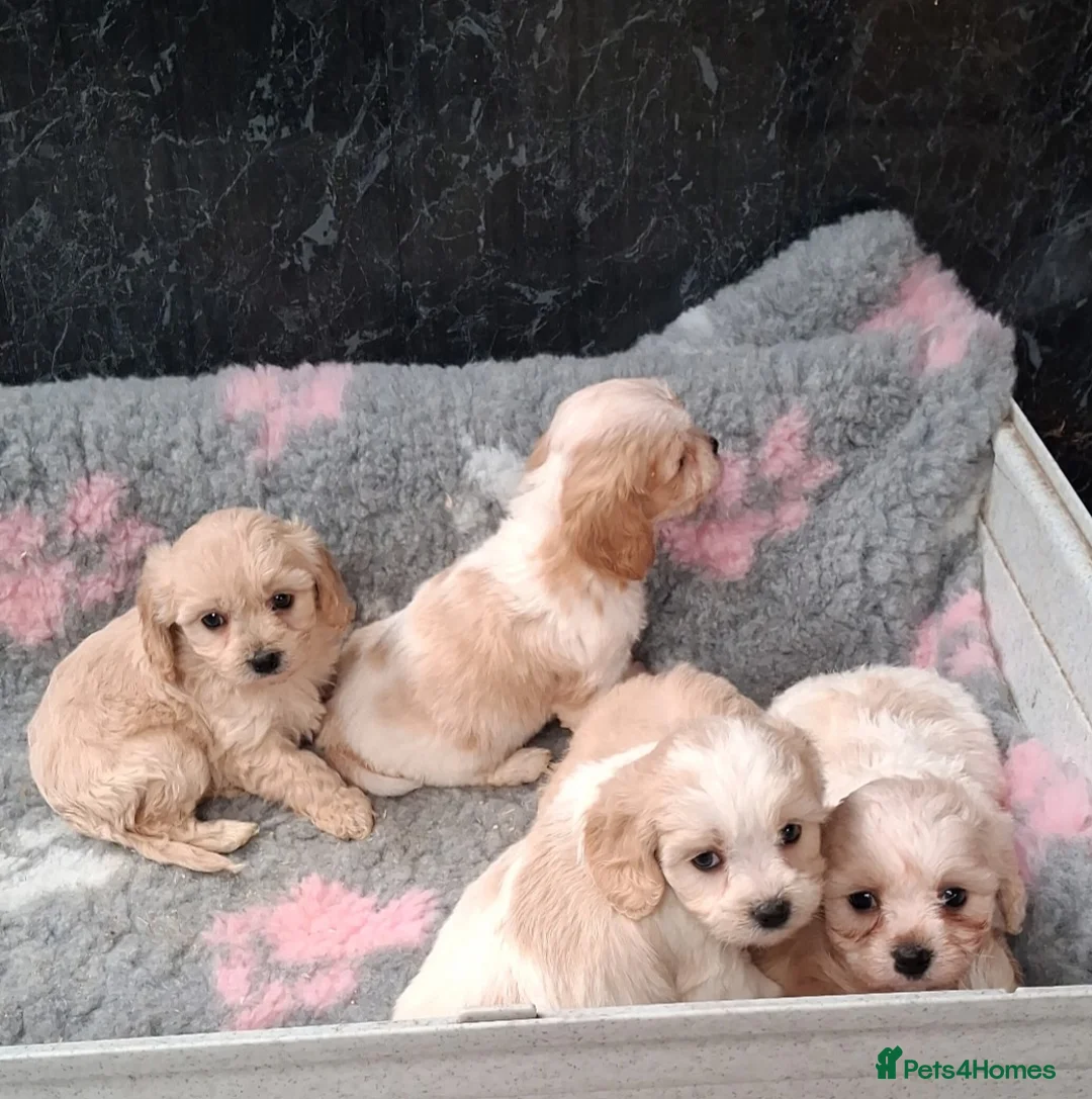 Cavapoo dogs for sale: Beautiful Cavapoo Puppies For Sale in Neath - Advert 4
