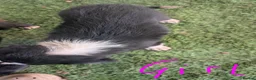Border Collie dogs for sale: Border collie puppies  in Halifax - Advert 12