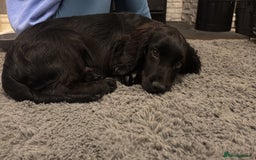 Cocker Spaniel dogs for sale: Gorgeous 14 week old boy - Image 1