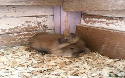 Lionhead rabbits for sale: Loinhead  - Image 2