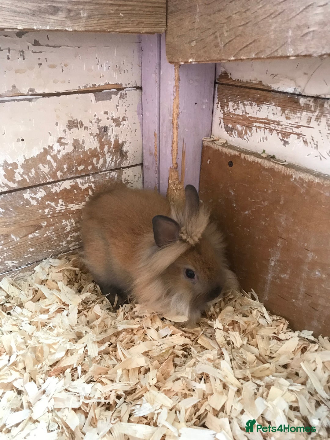 Lionhead rabbits for sale: Loinhead  - Image 2