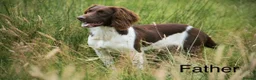English Springer Spaniel dogs for sale: KC English Springer Spaniels in Merthyr Tydfil - Advert 9