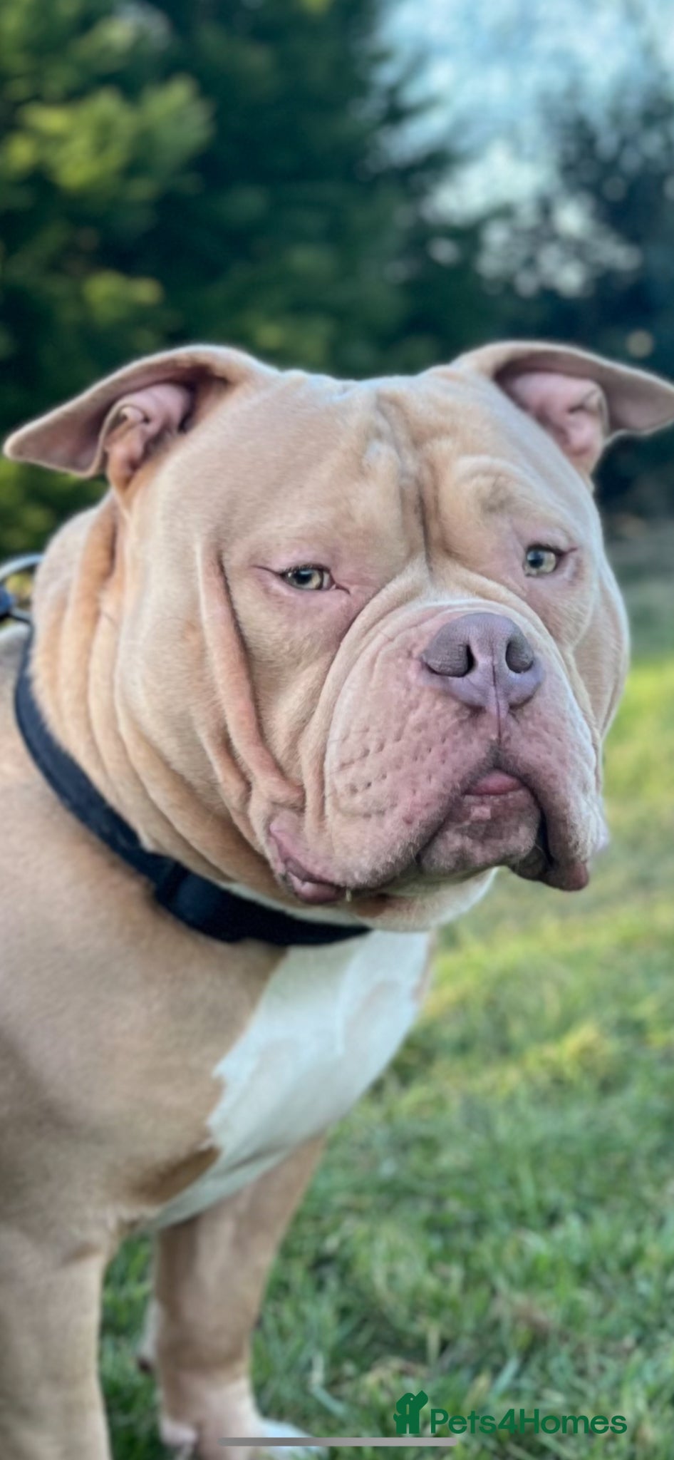 American Bully dogs POCKET BULLY ⭐️ STUD ONLY ⭐️ - Advert 4