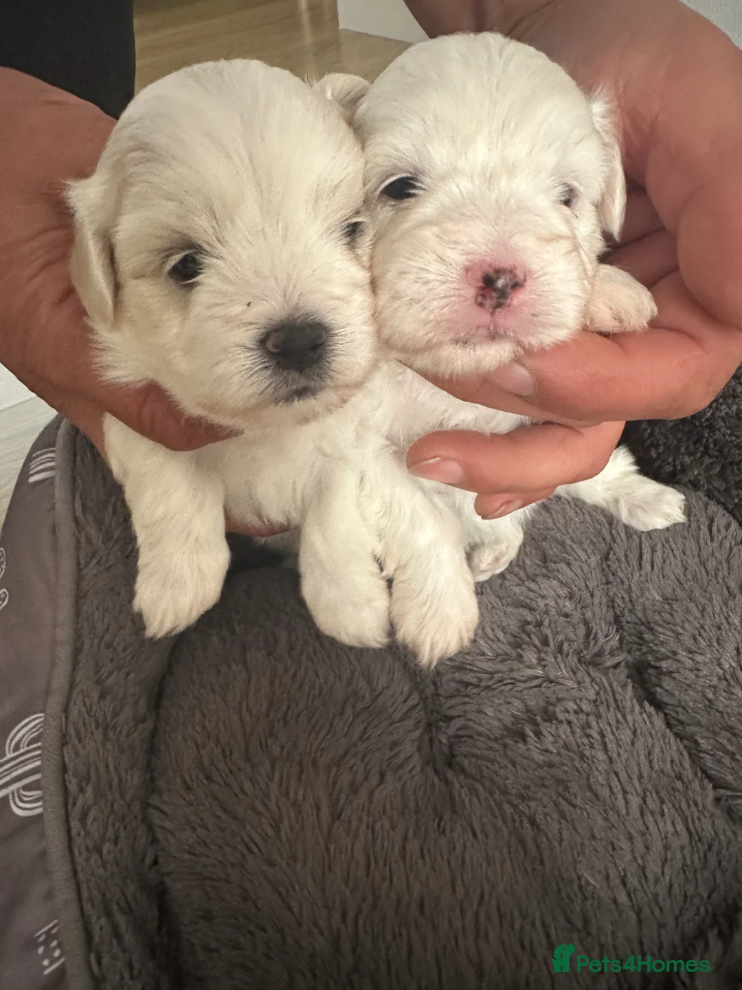 Maltese dogs for sale: Gorgeous baby Maltese - Advert 1