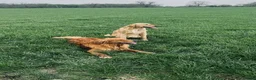 Golden Retriever dogs for sale: Health tested golden retrievers  - Advert 5